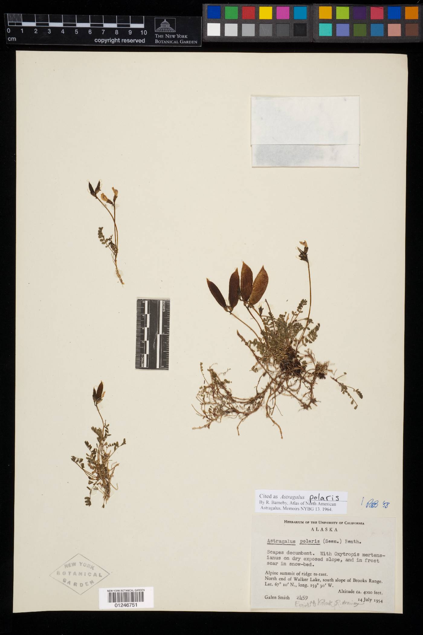 Astragalus polaris image