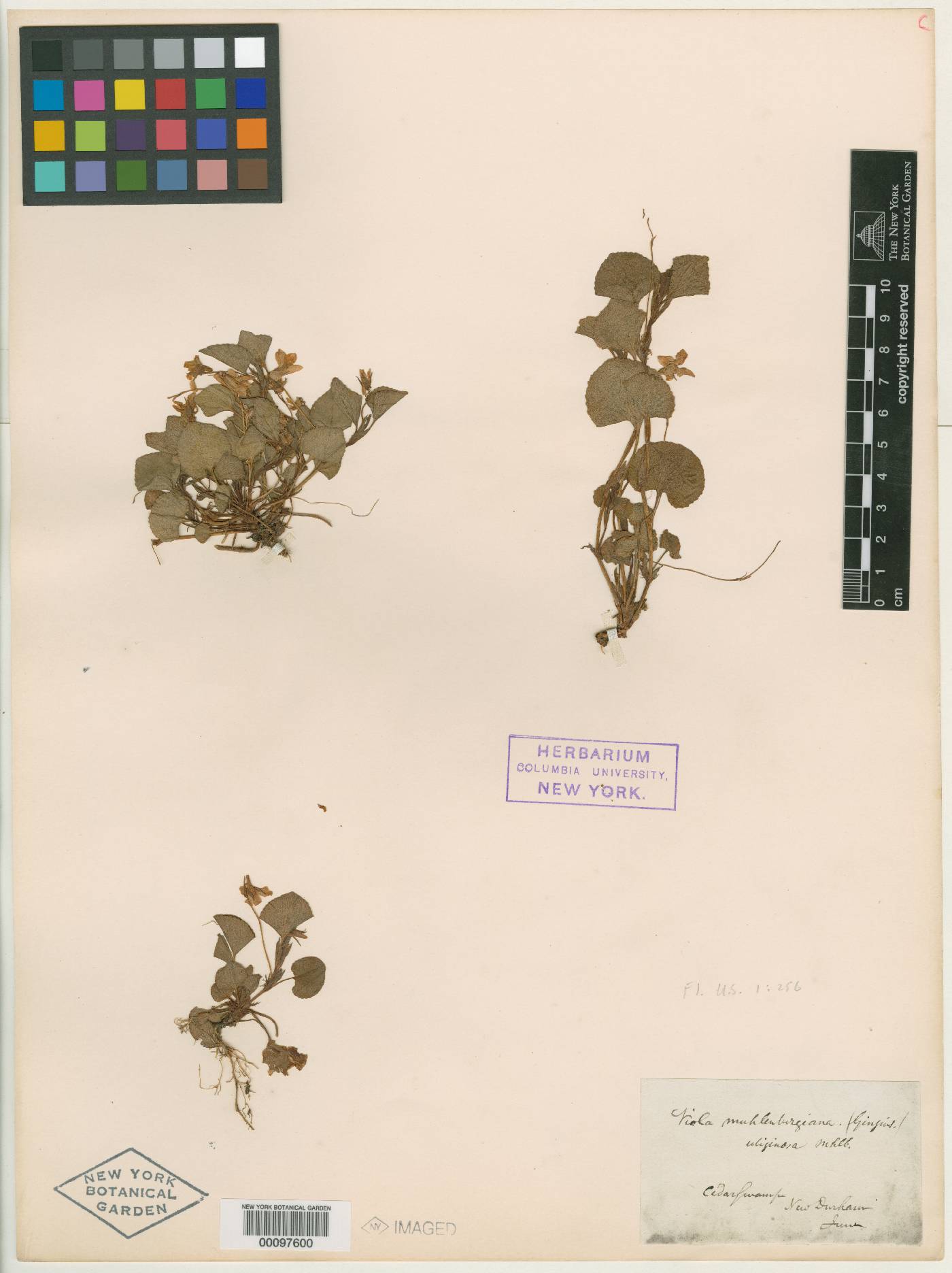 Viola uliginosa image