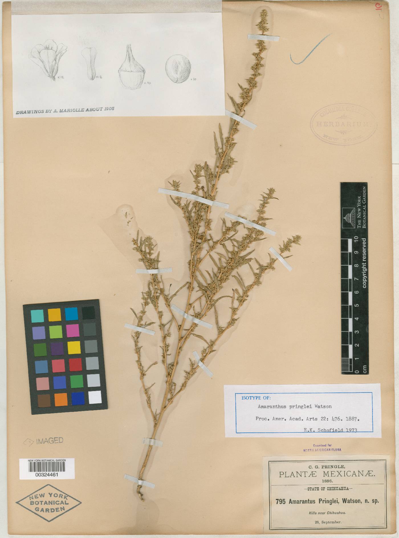 Amaranthus pringlei image