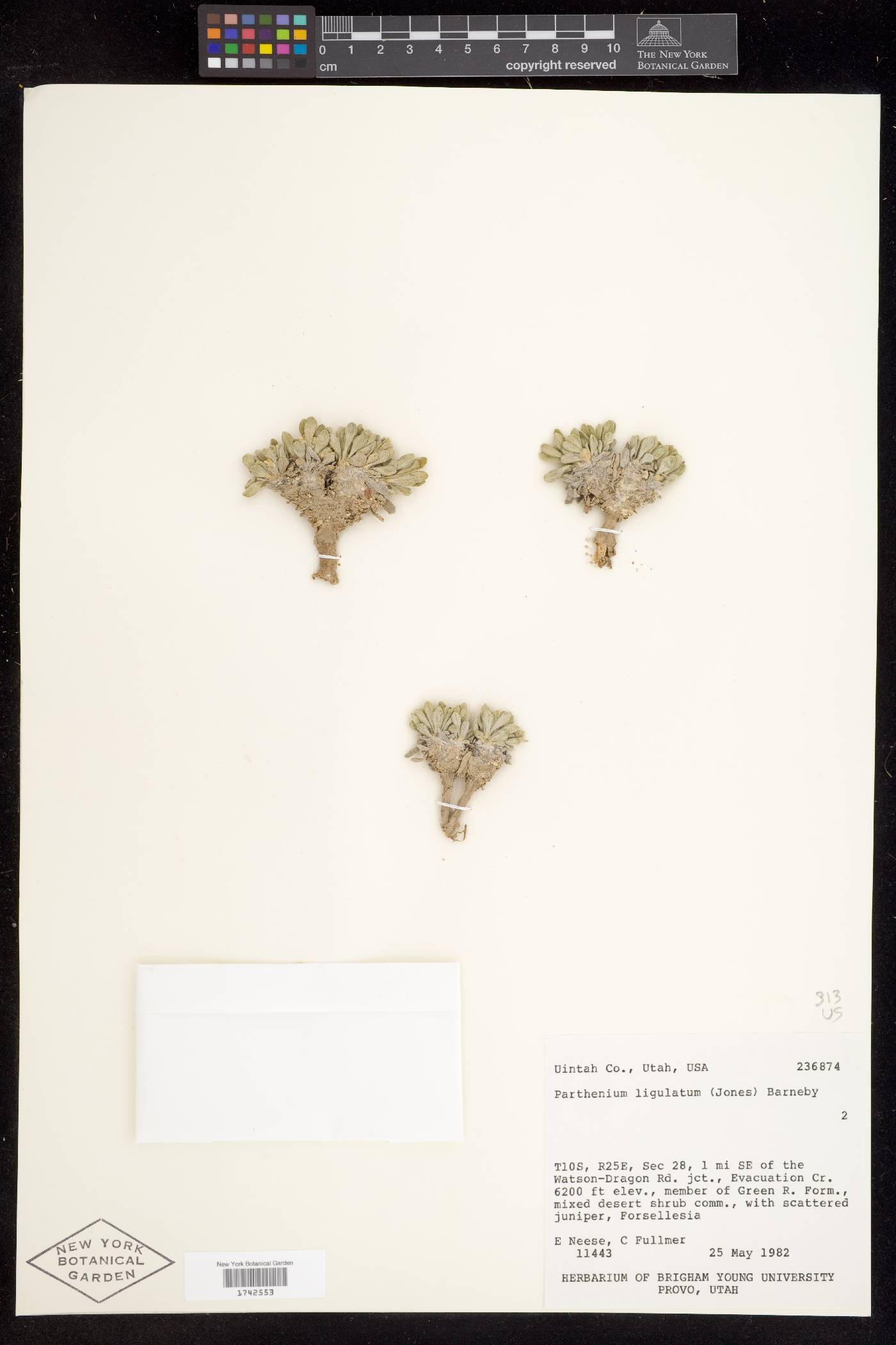 Parthenium ligulatum image
