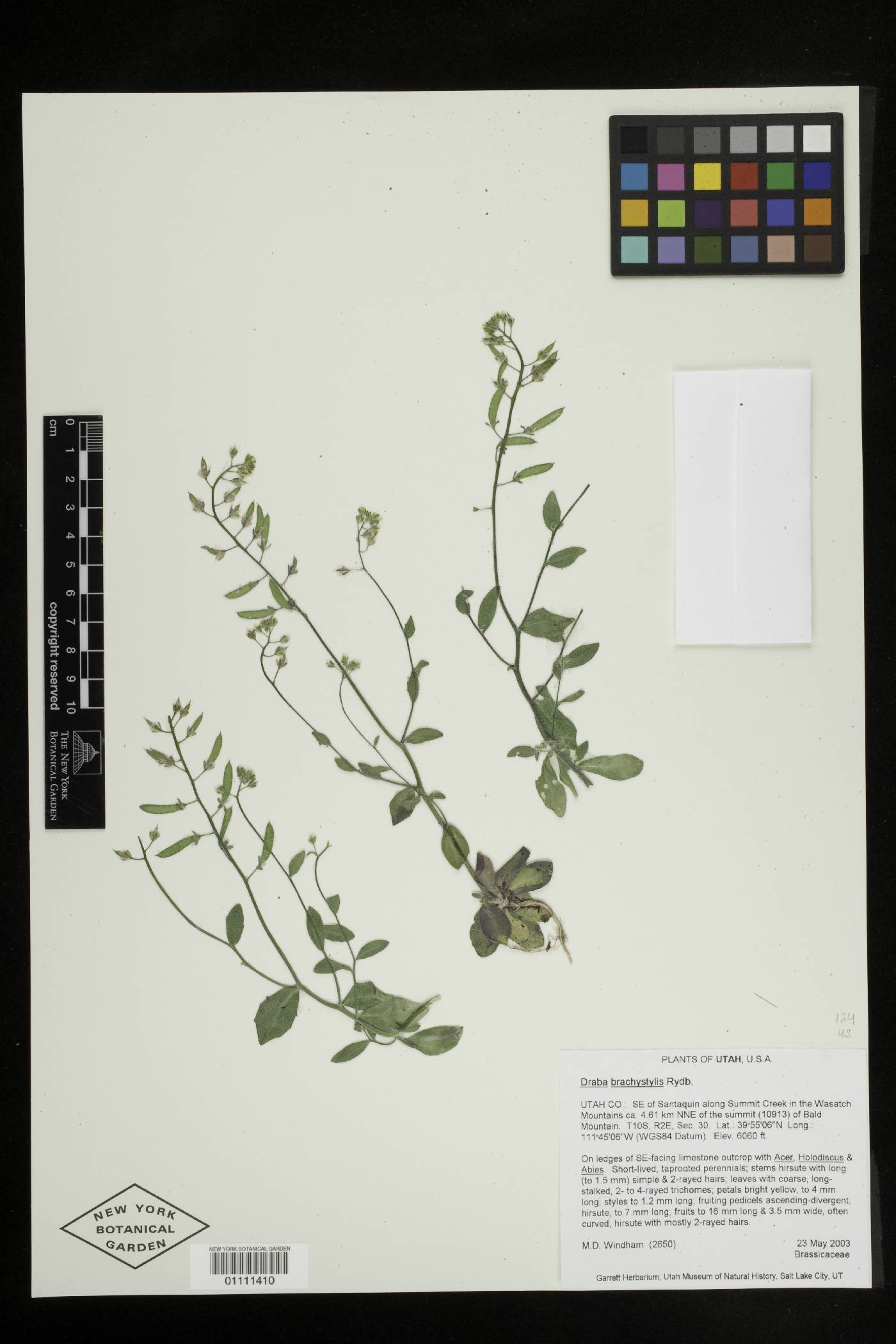 Draba brachystylis image