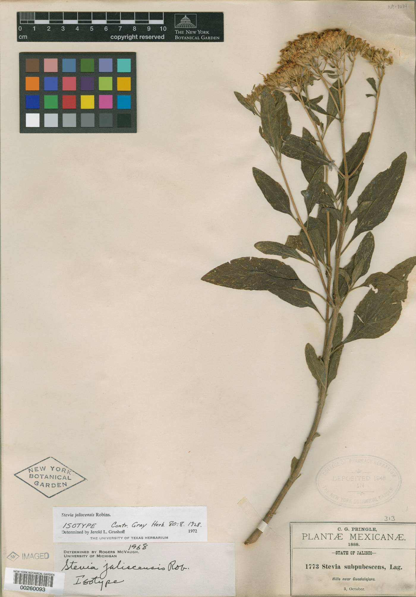 Stevia jaliscensis image