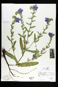 Echium plantagineum image