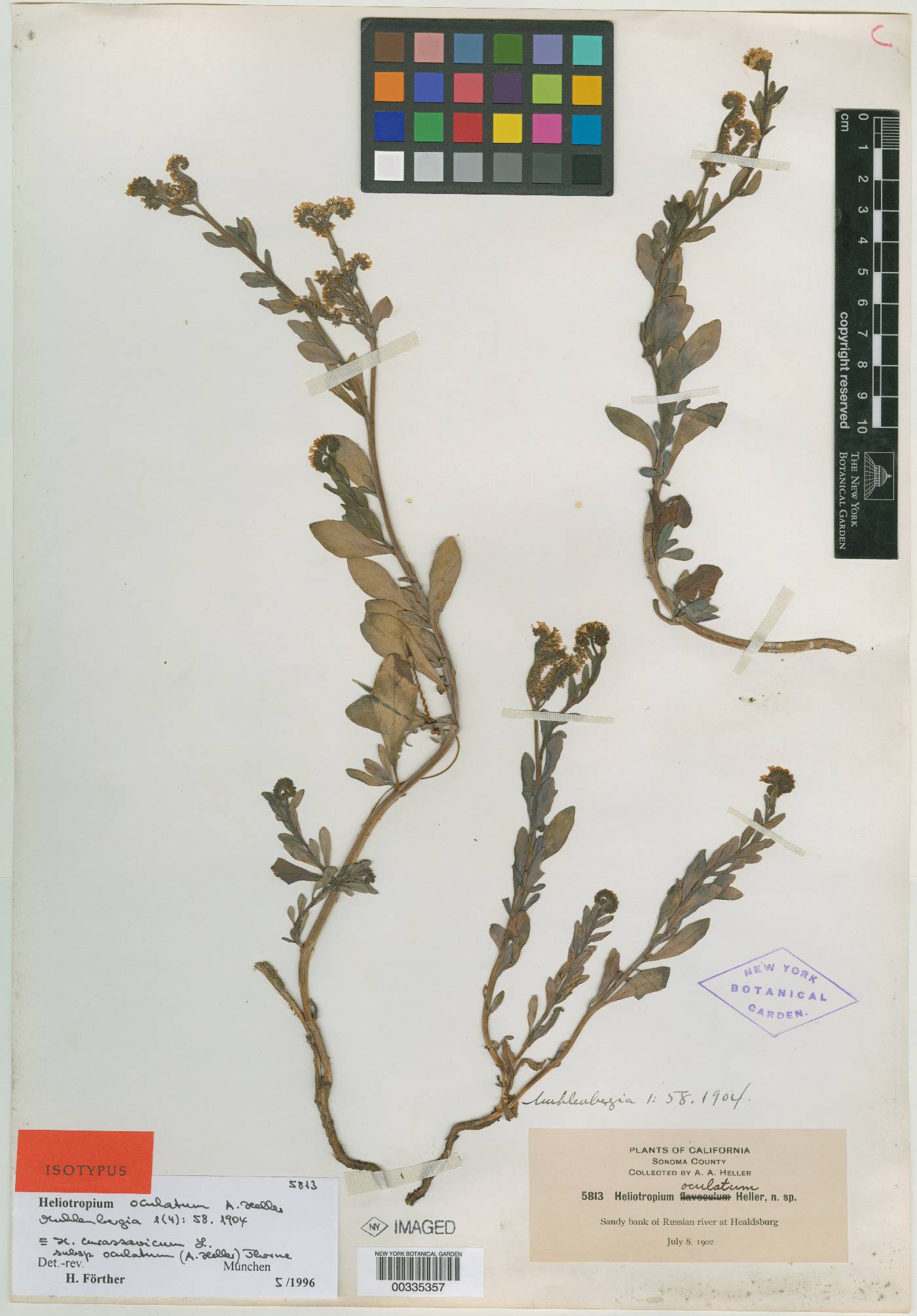Heliotropium oculatum image