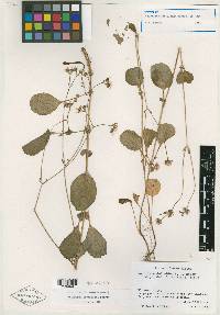 Valeriana tzotzilana image