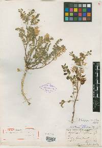 Astragalus lentiginosus var. salinus image