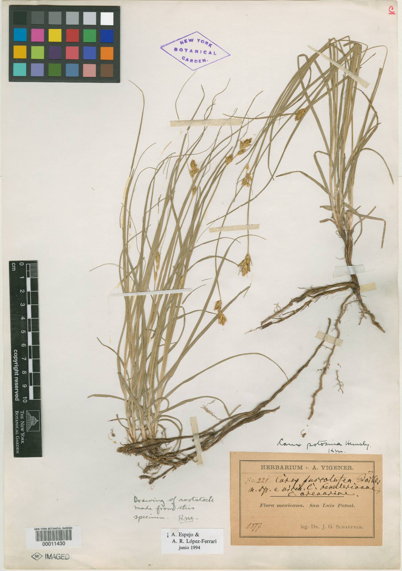 Carex fuscolutea image