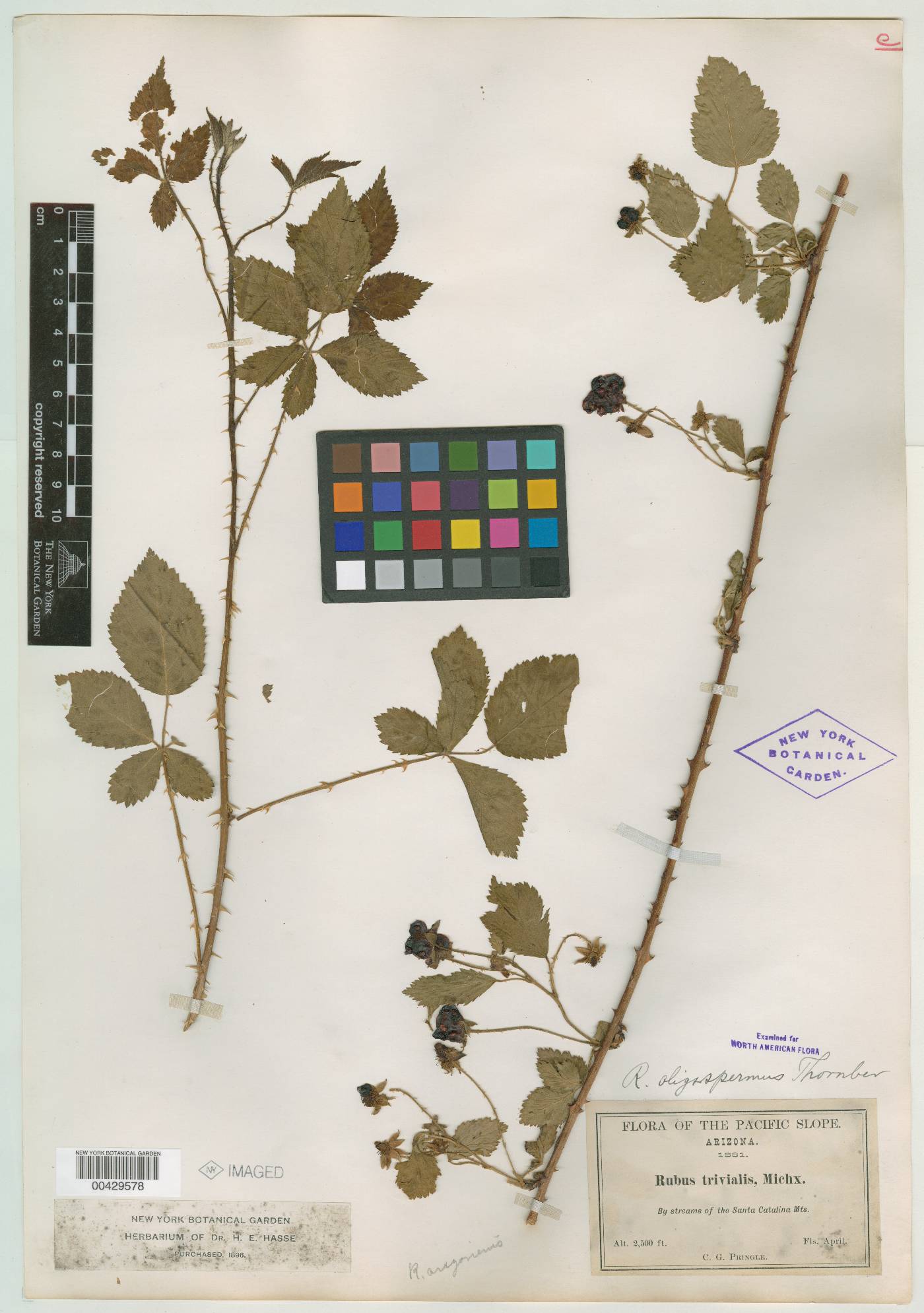 Rubus oligospermus image