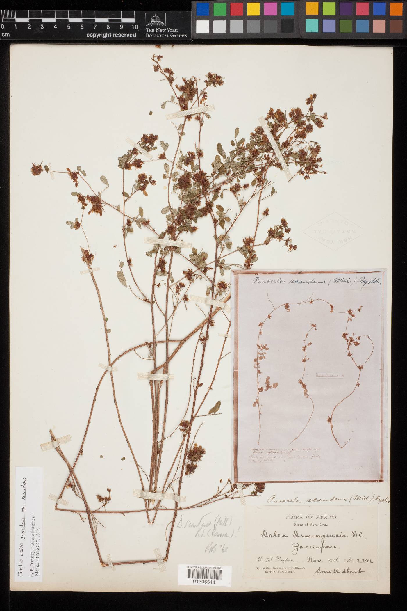 Dalea scandens var. scandens image