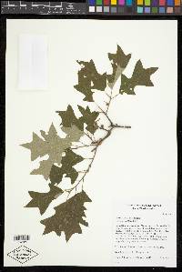 Quercus ilicifolia image