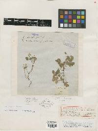 Oxalis pumila image
