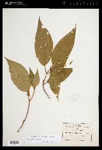 Miconia globulifera image
