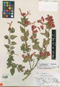 Salvia betulifolia var. chasmema image