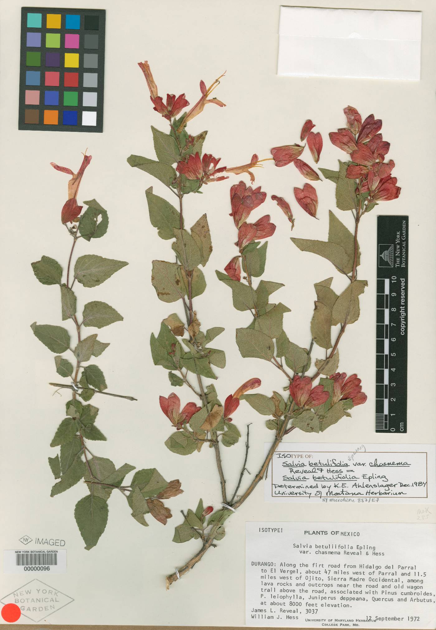 Salvia betulifolia image