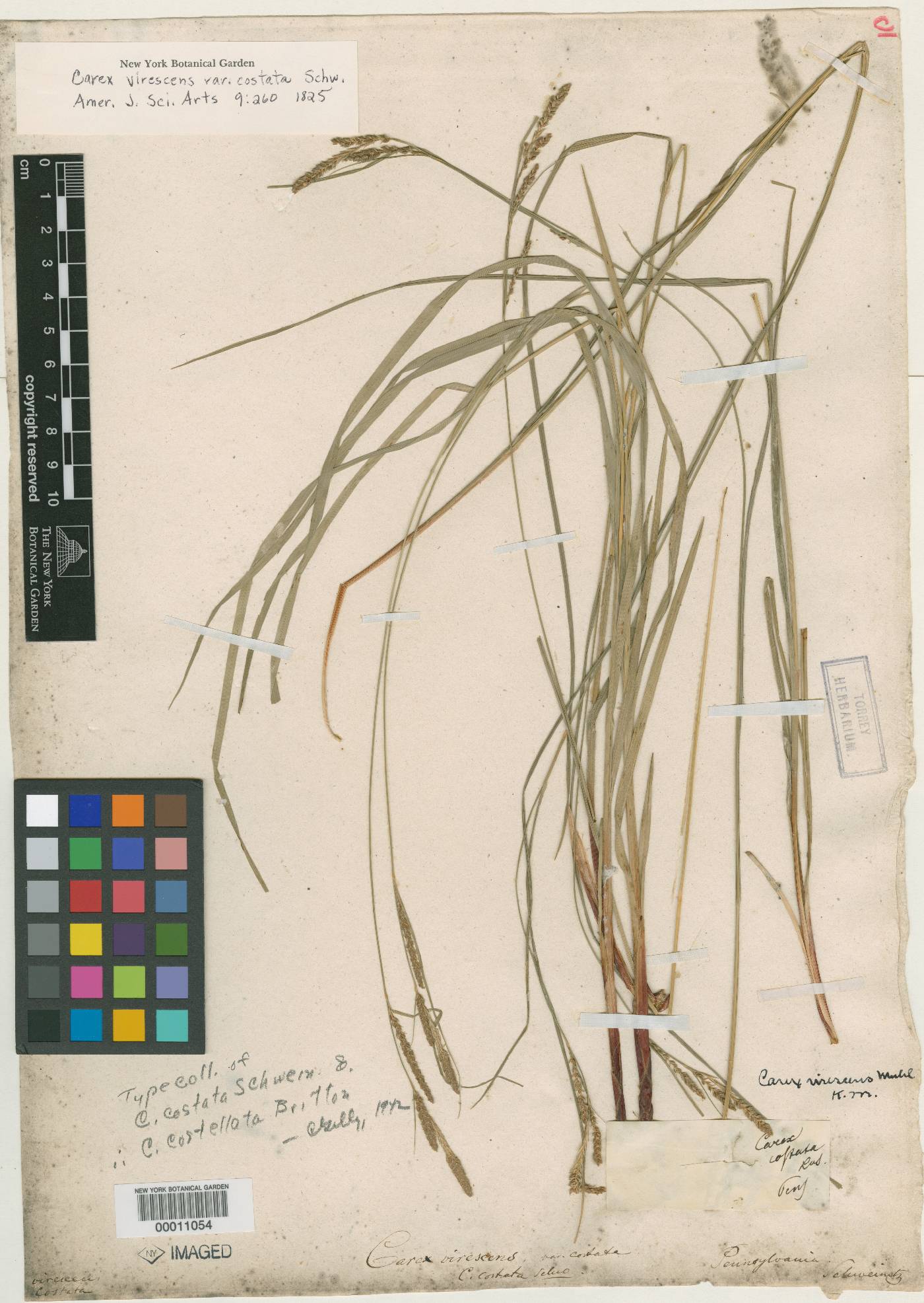Carex costata image