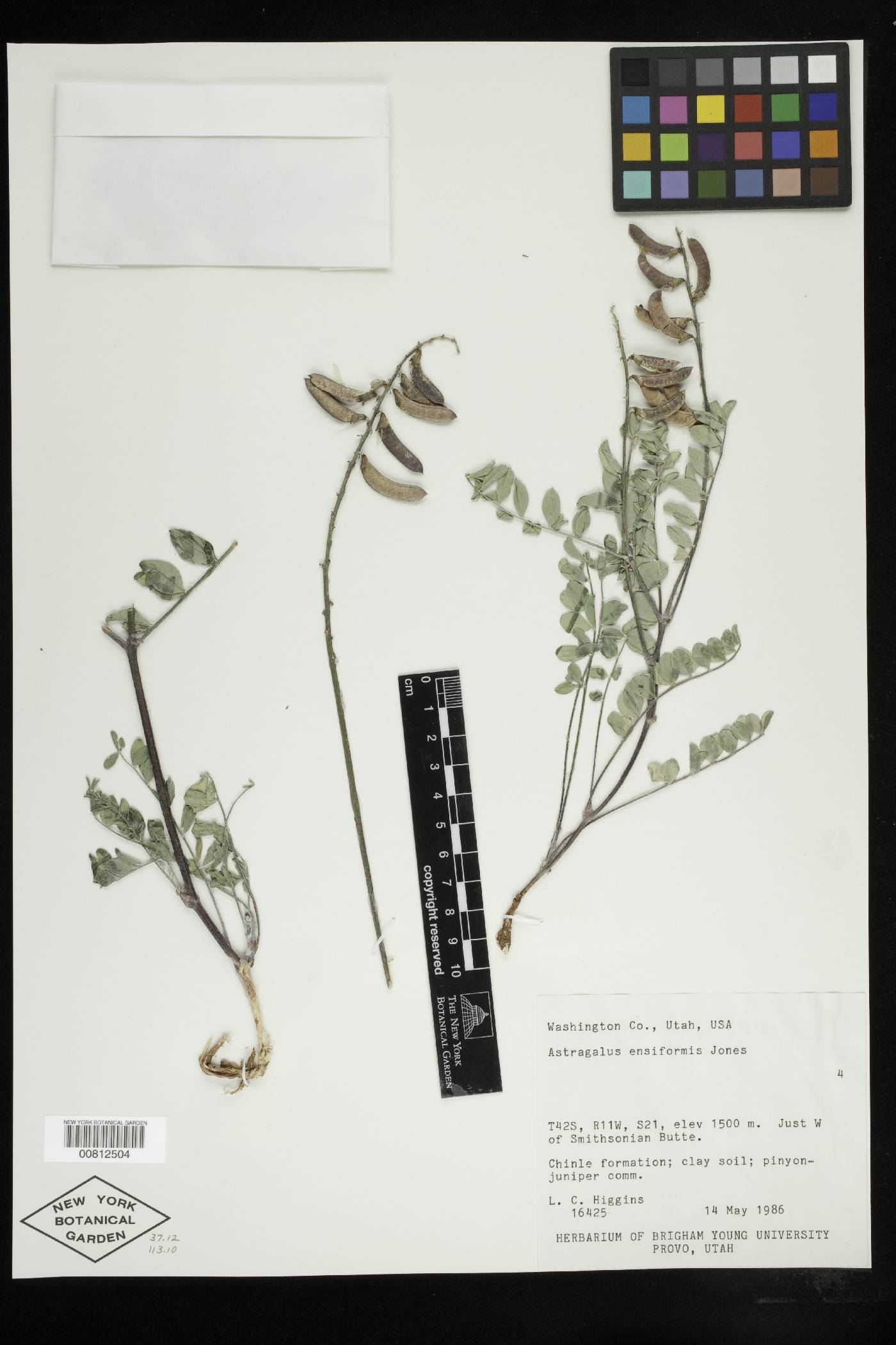 Astragalus ensiformis var. gracilior image