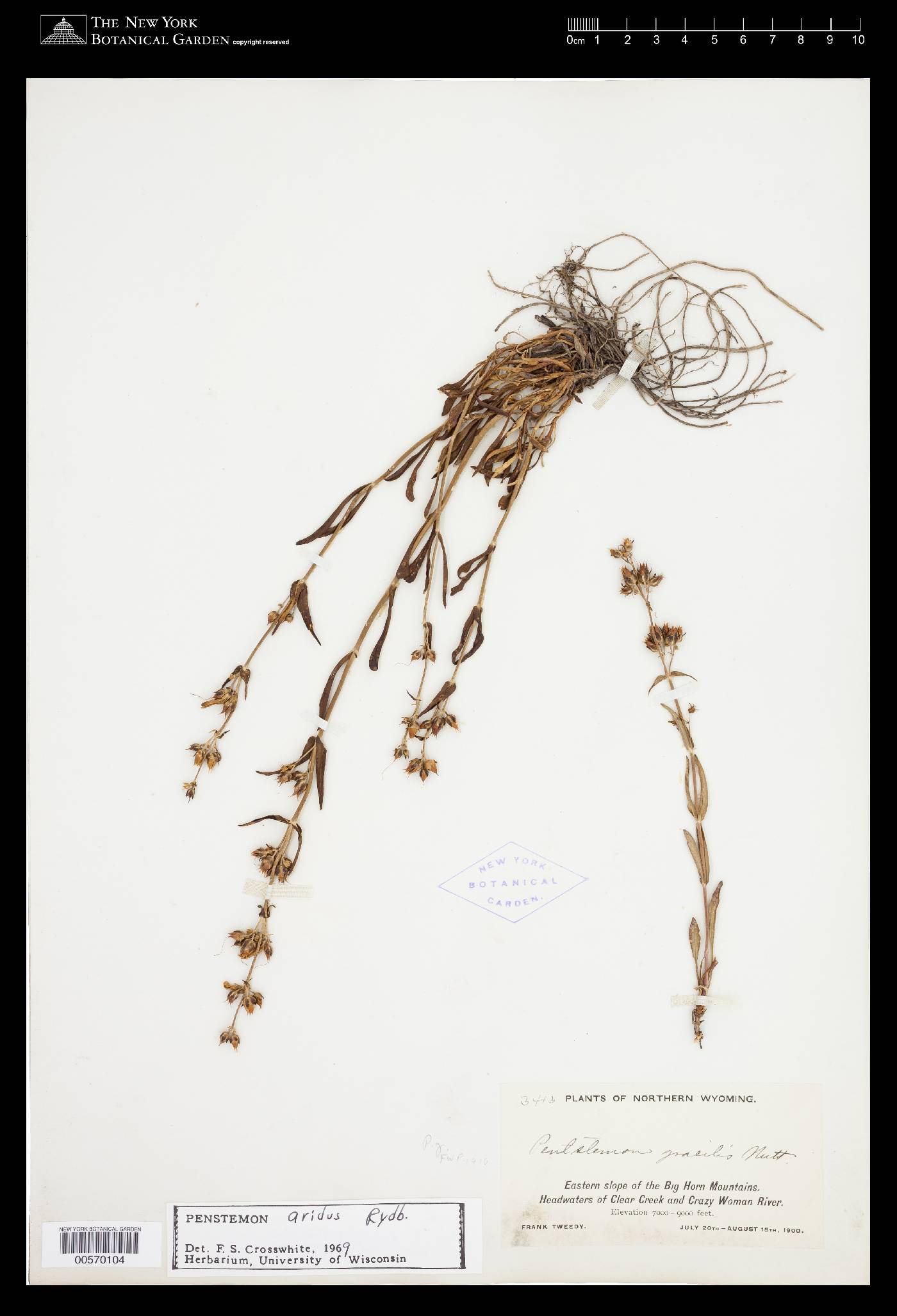 Penstemon aridus image