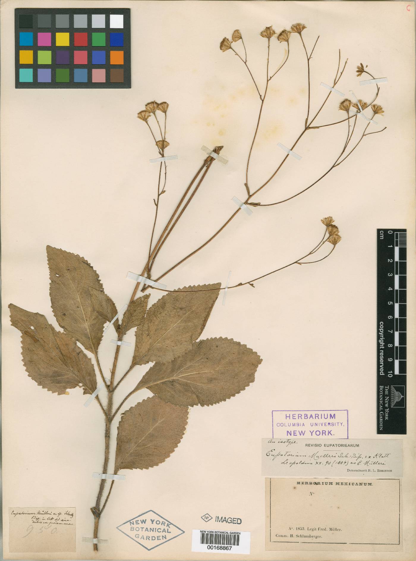 Ageratina muelleri image