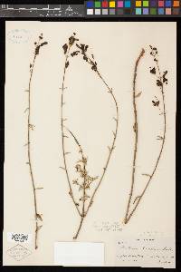 Keckiella breviflora var. glabrisepala image