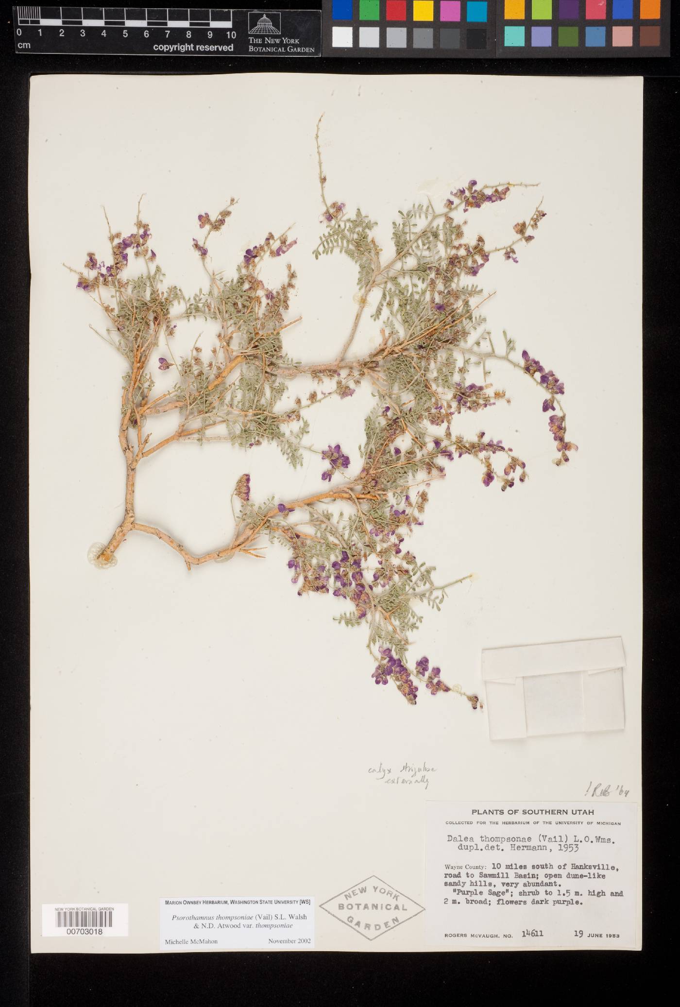 Psorothamnus thompsonae var. thompsonae image