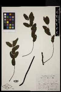 Cassia grandis image