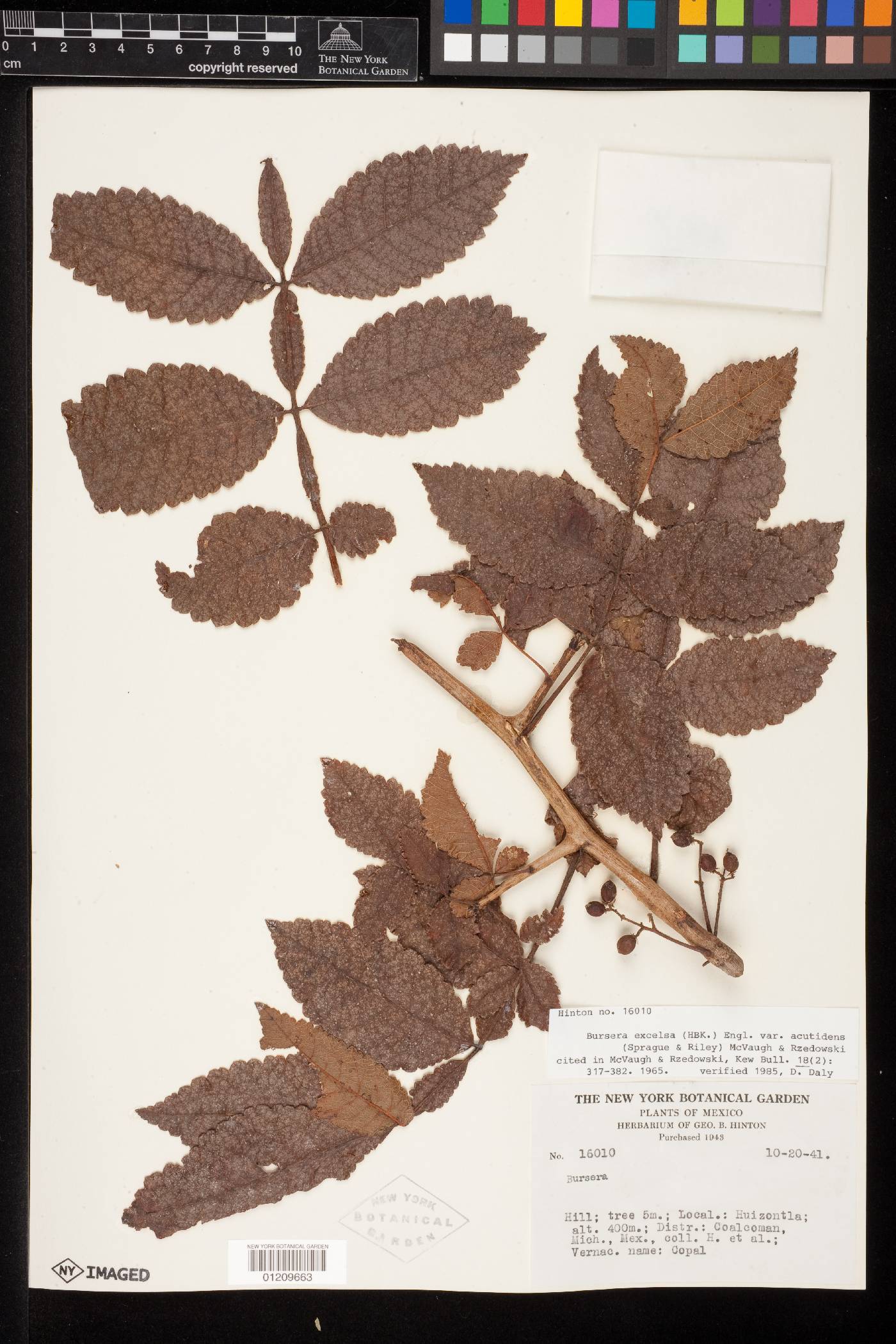 Bursera excelsa var. acutidens image