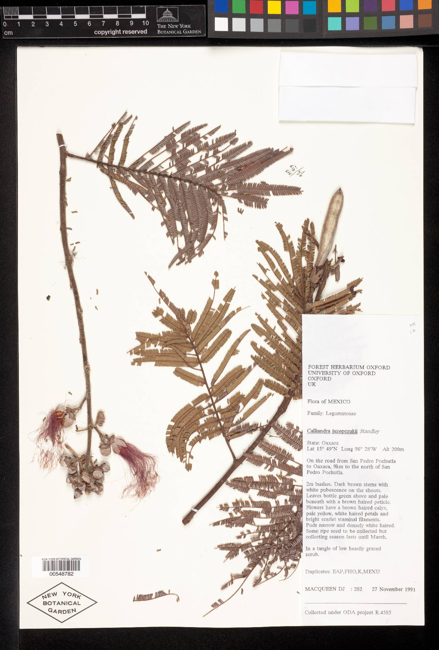 Calliandra juzepczukii image