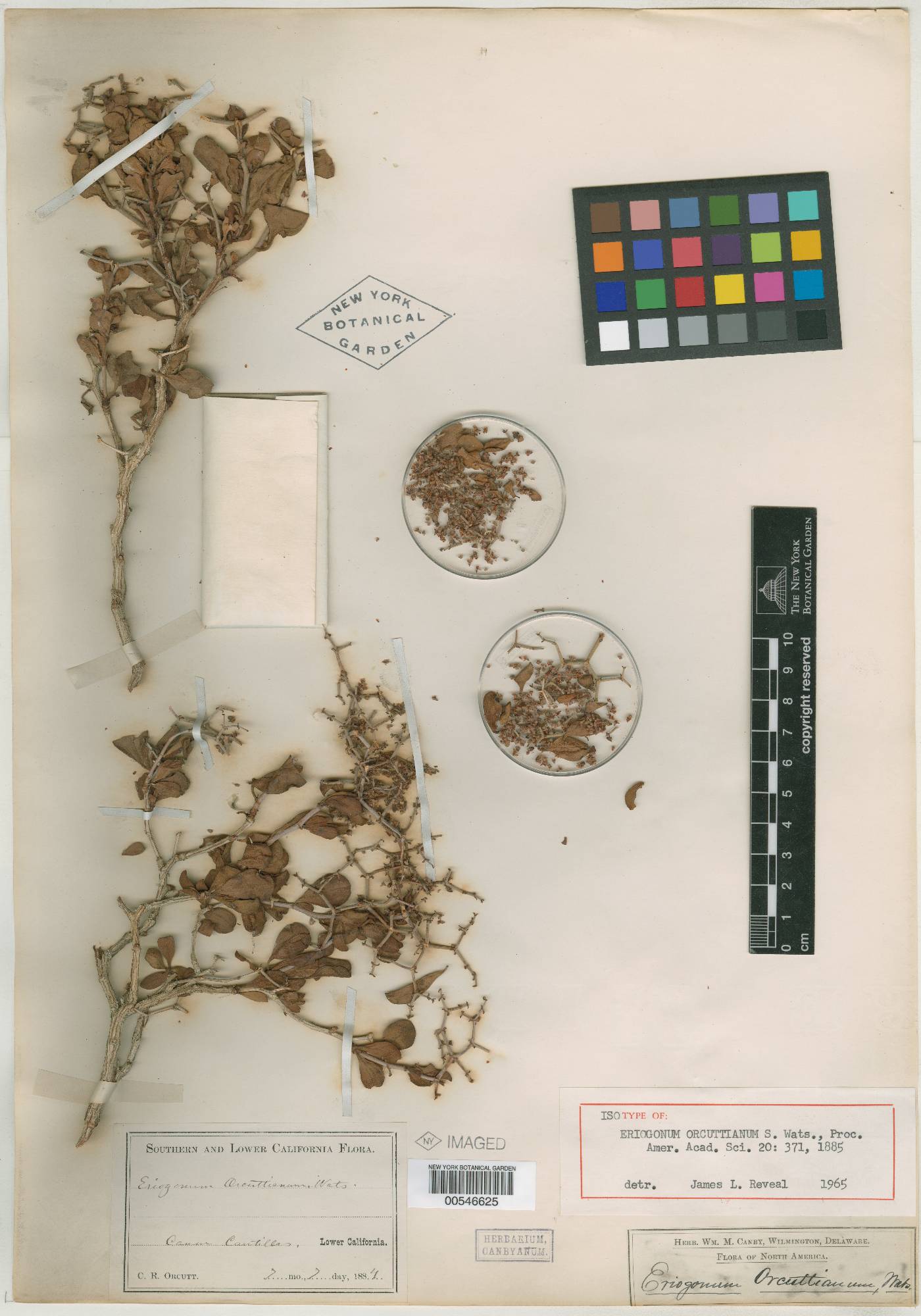 Eriogonum orcuttianum image