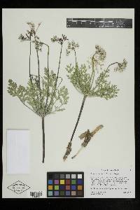 Cymopterus longipes image