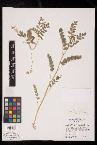 Astragalus paysonii image