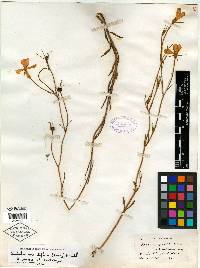 Sabatia gracilis var. grandiflora image