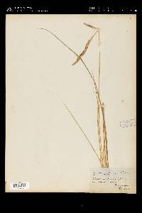 Spartina patens image