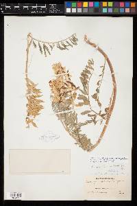 Astragalus racemosus var. longisetus image