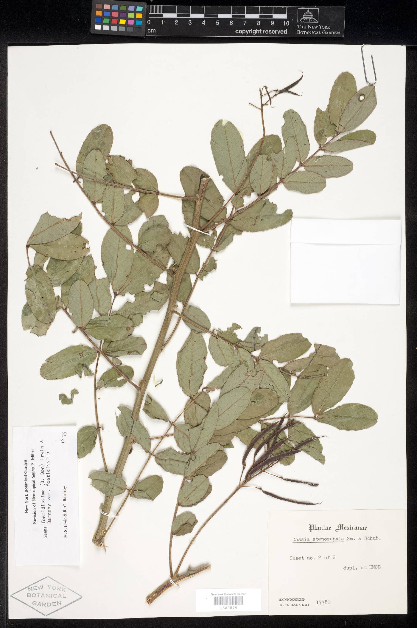 Senna foetidissima var. foetidissima image