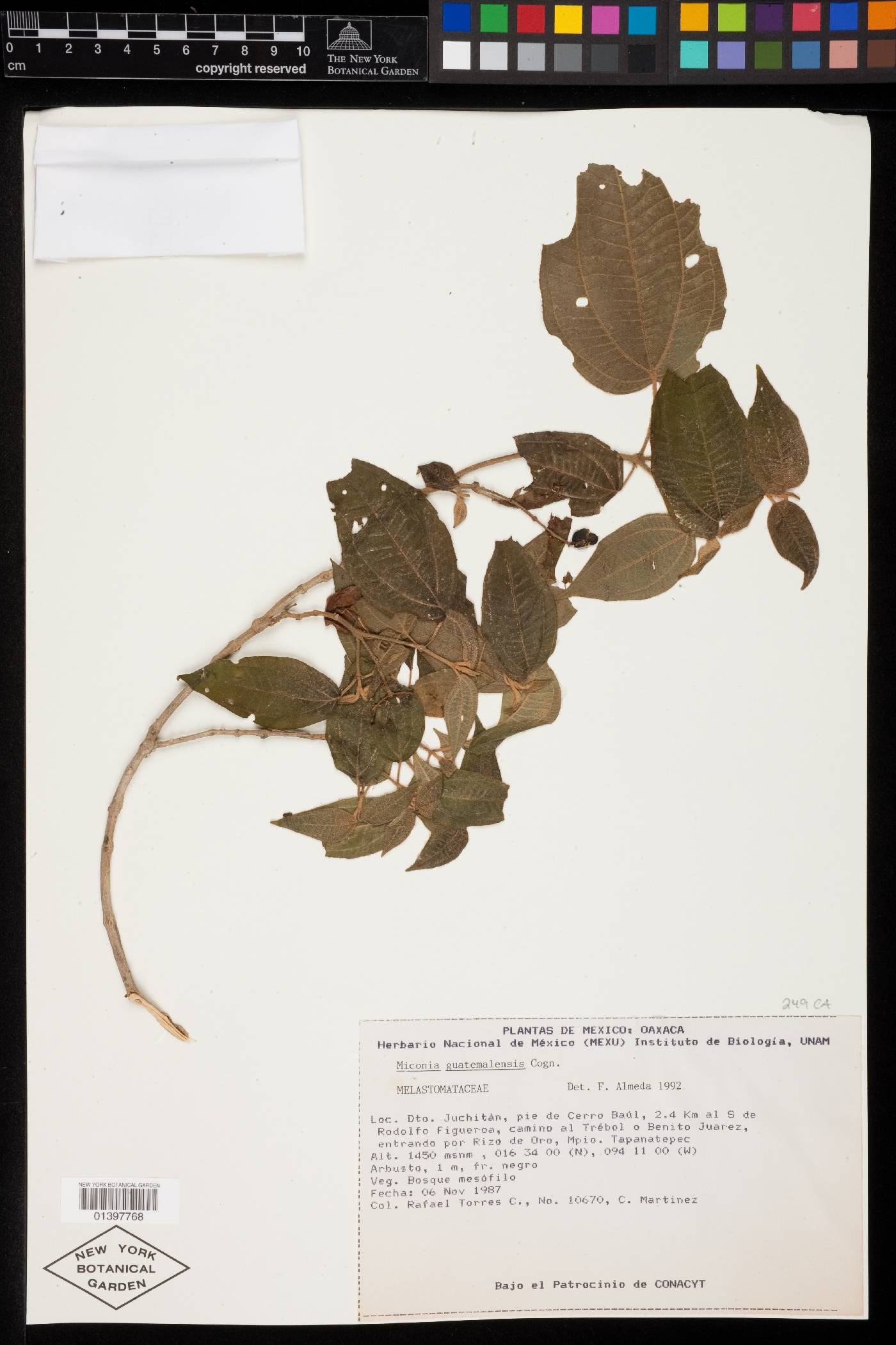 Miconia guatemalensis image