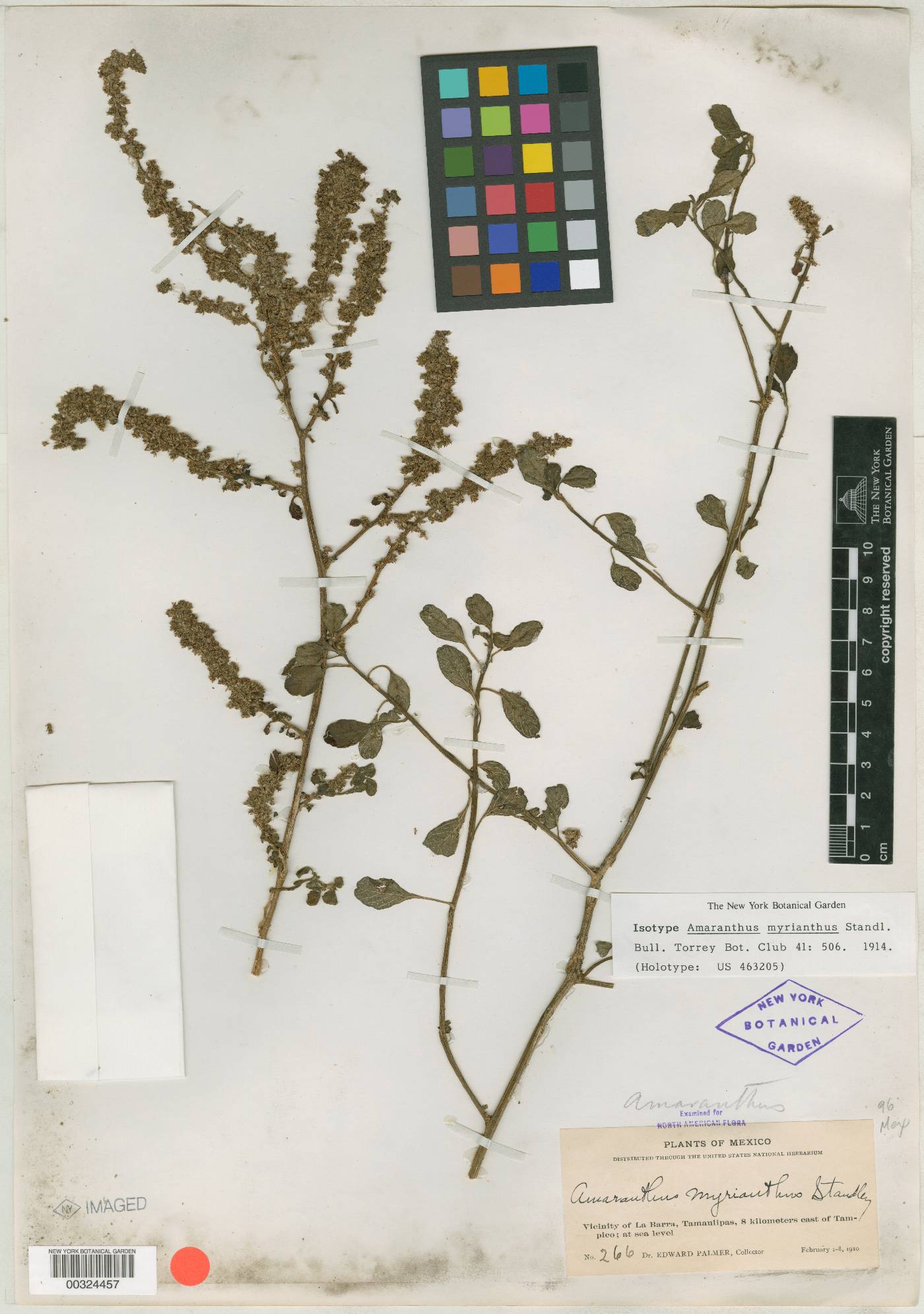 Amaranthus myrianthus image