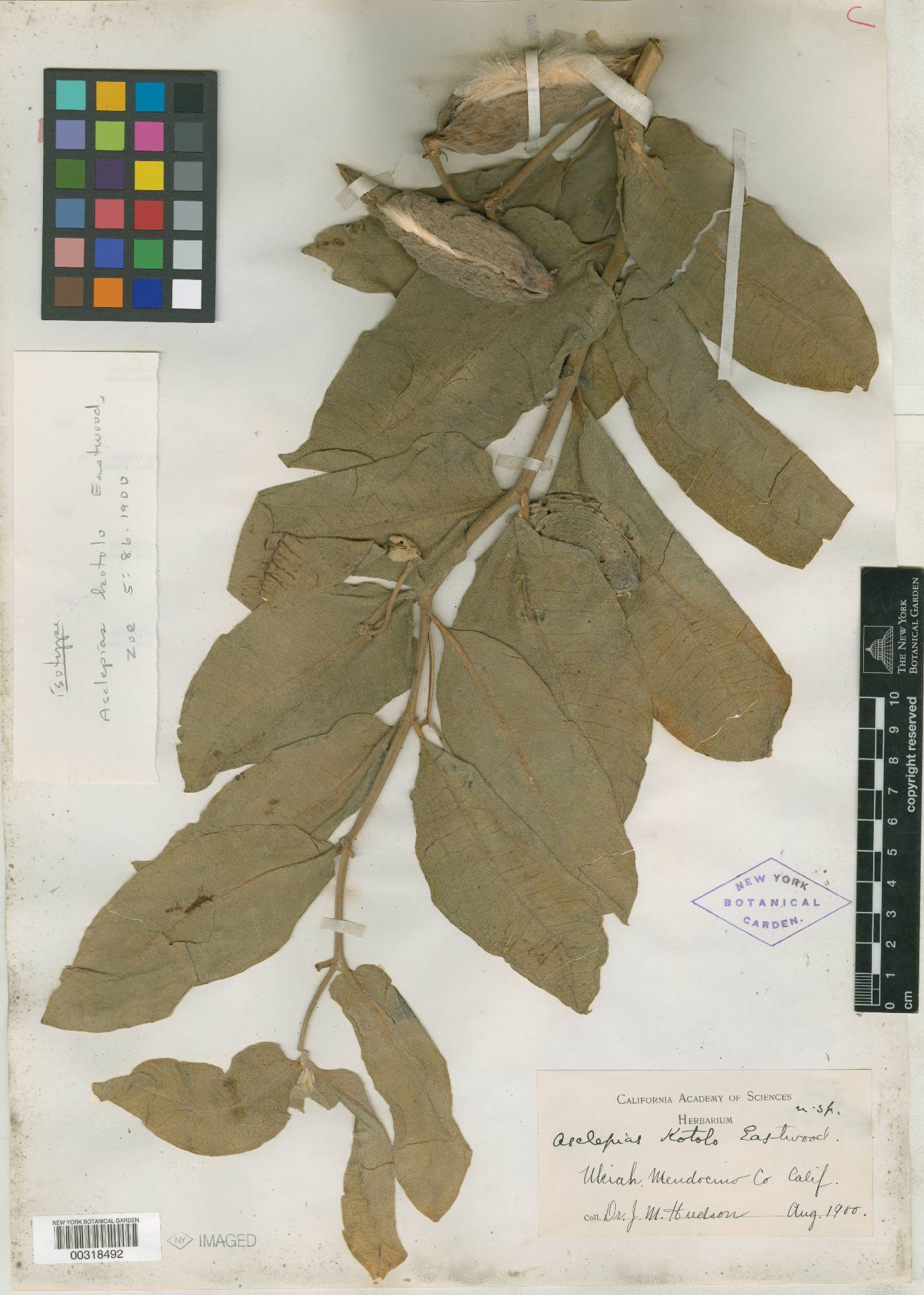 Asclepias kotolo image
