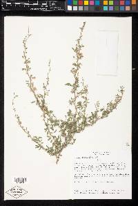 Mimosa monancistra image