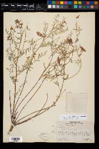 Astragalus pinonis var. pinonis image
