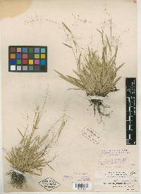 Panicum flavovirens image