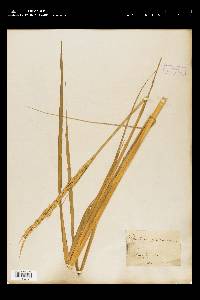 Spartina alterniflora image