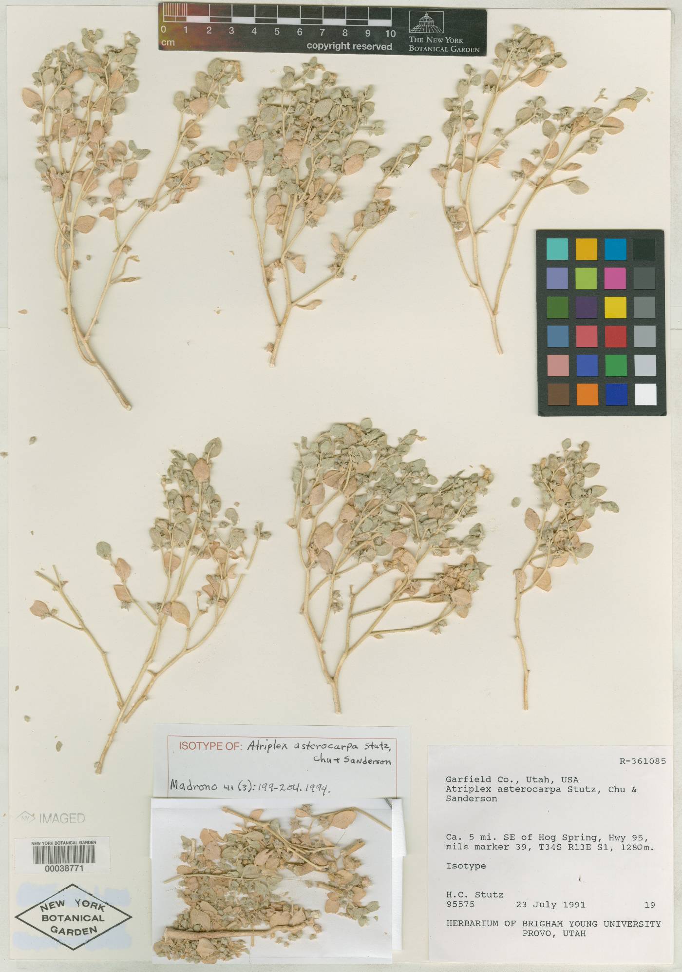 Atriplex asterocarpa image