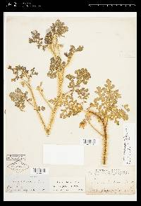 Solanum citrullifolium var. setigerum image