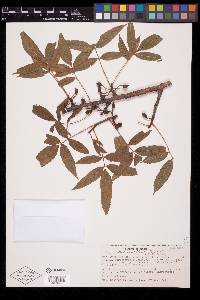 Bursera lancifolia image