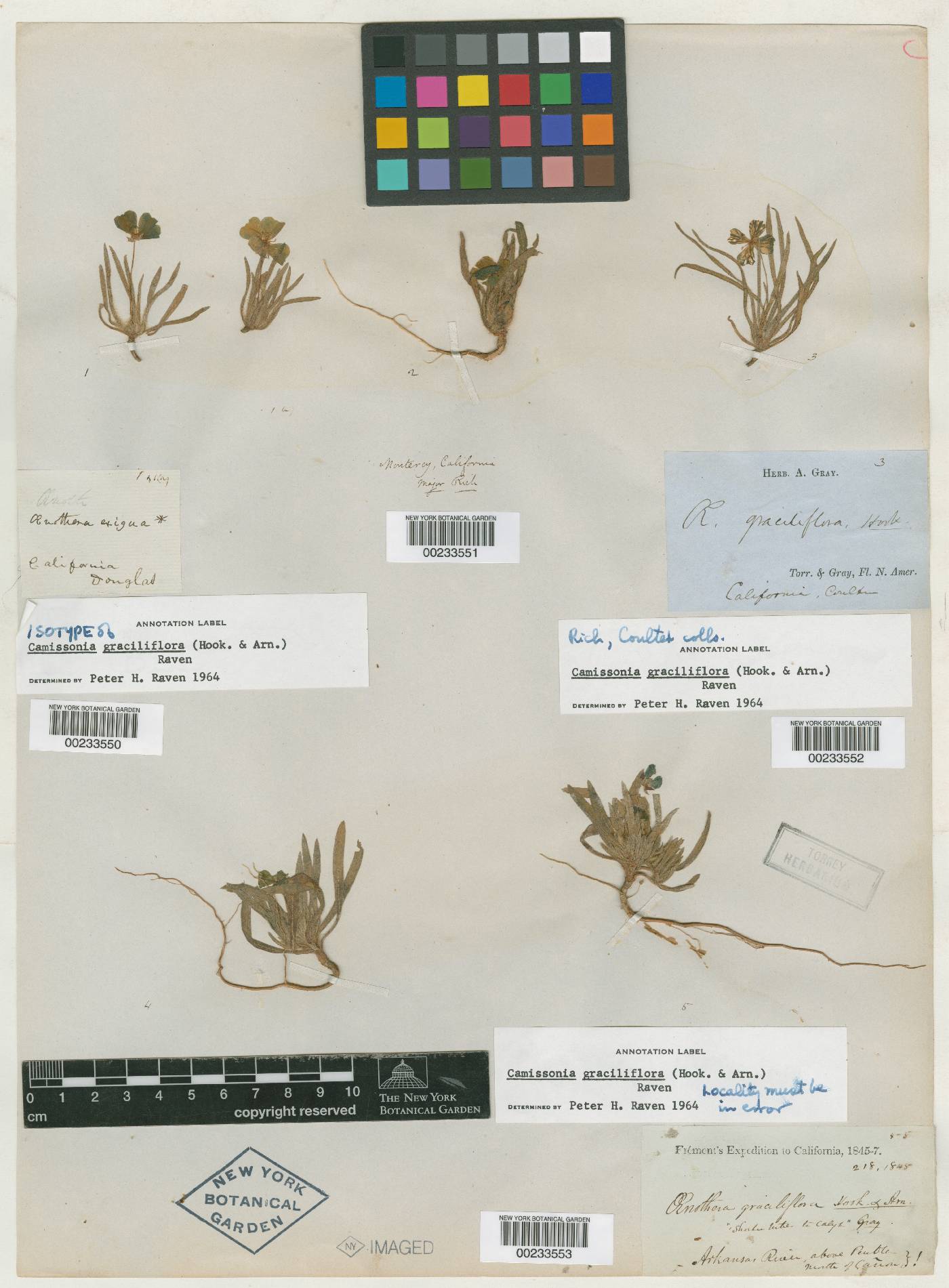 Oenothera graciliflora image