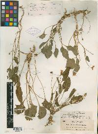 Viola xylorrhiza image