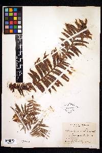 Araucaria bidwillii image
