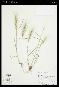 Elymus elymoides var. elymoides image