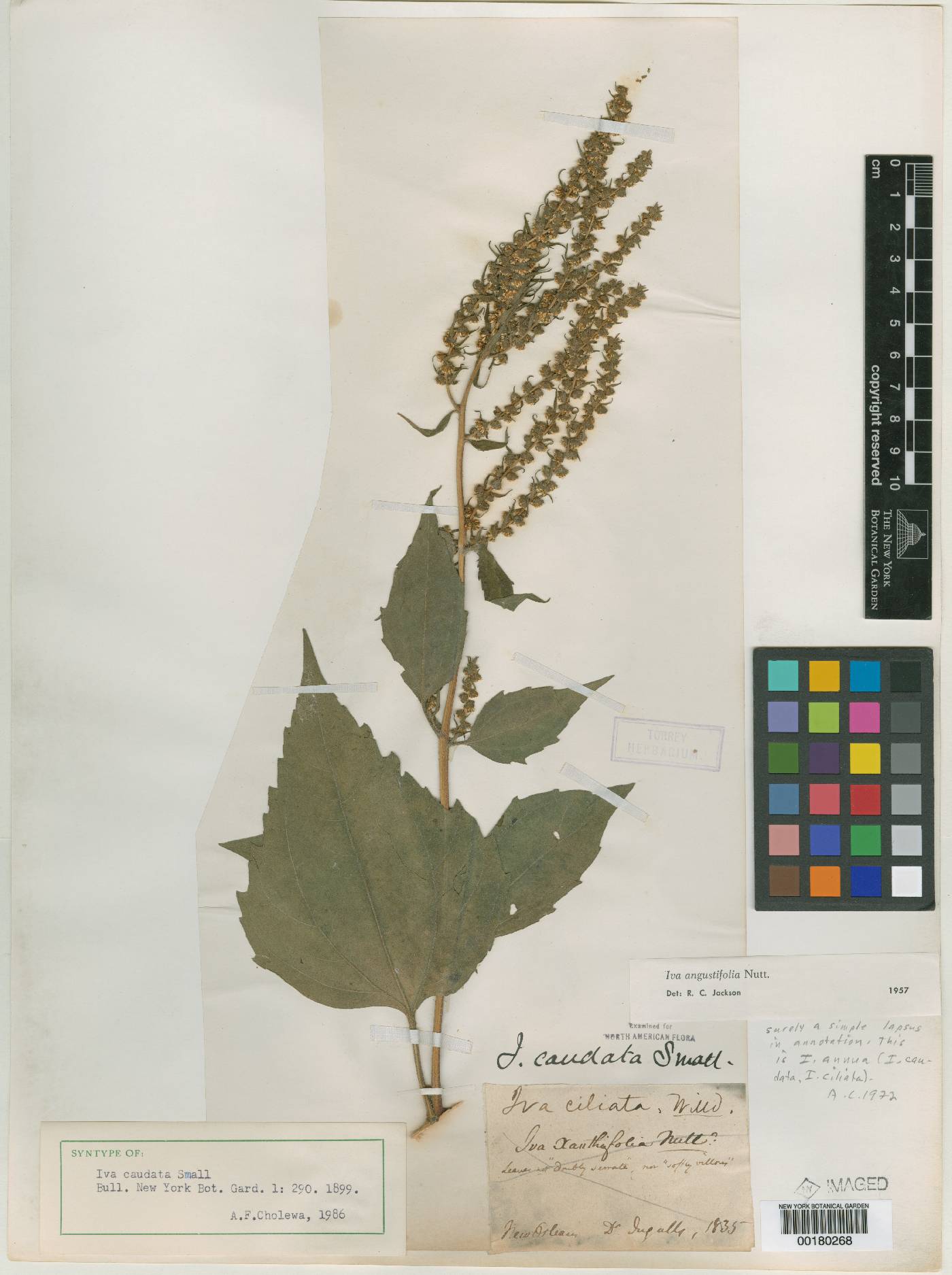 Iva caudata image
