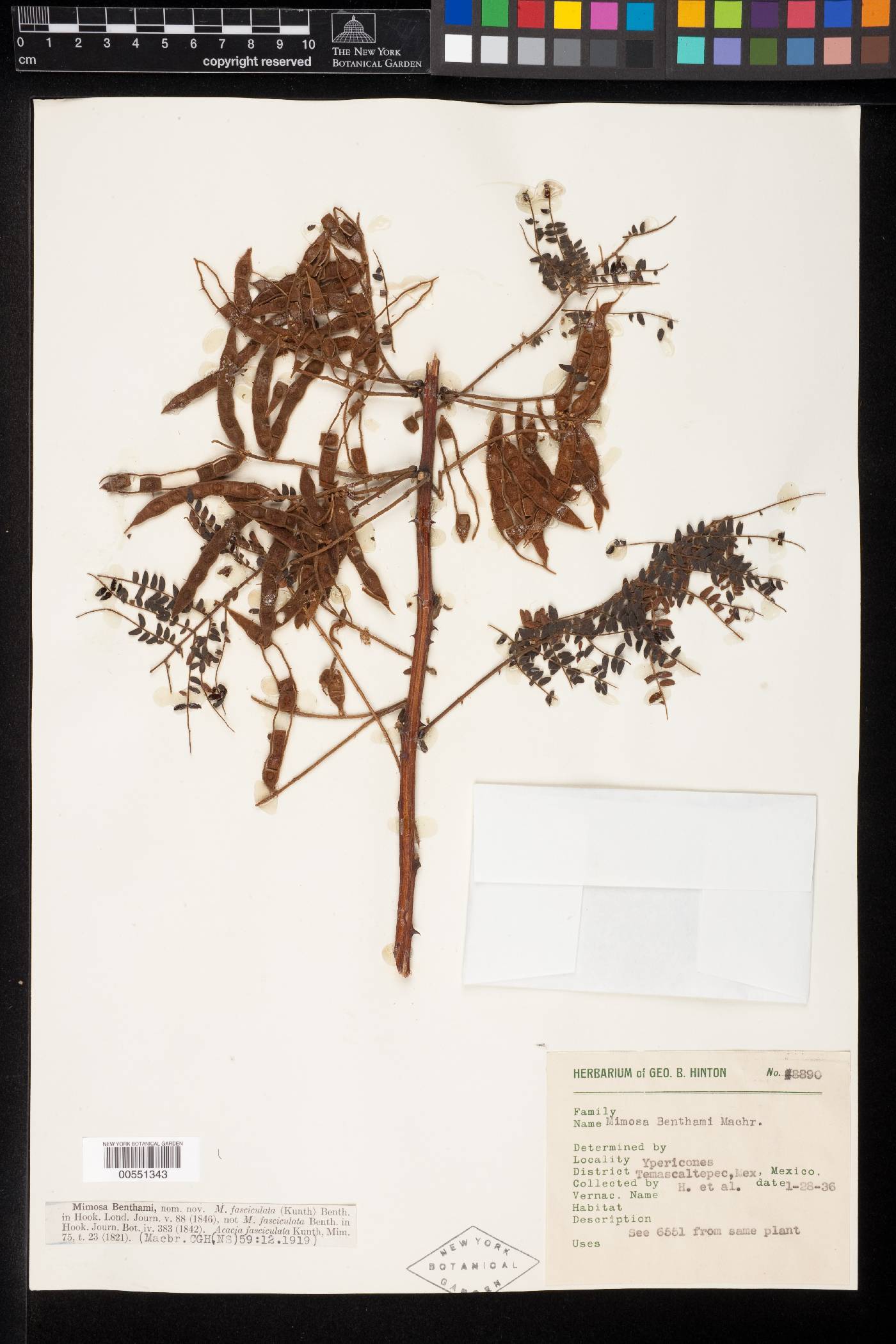 Mimosa rhododactyla var. benthamii image